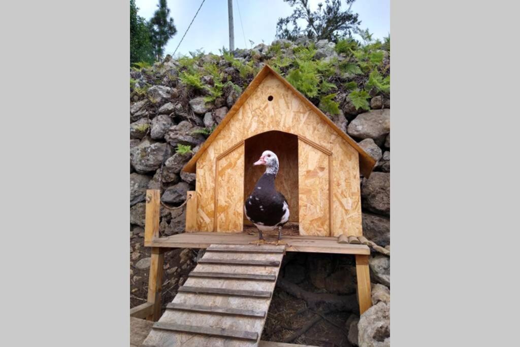 La Tagora Conect With The Nature & Relax Icod De Los Vinos Exterior photo