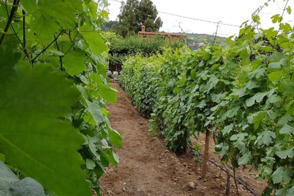 La Tagora Conect With The Nature & Relax Icod De Los Vinos Exterior photo