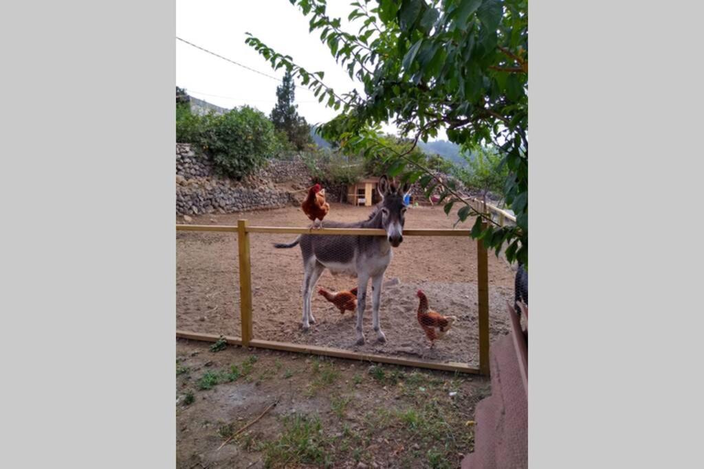 La Tagora Conect With The Nature & Relax Icod De Los Vinos Exterior photo